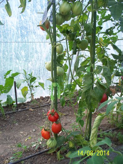 CUORE DI BUE DALBENGA LIGURE  (2)