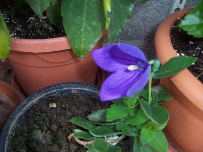 100_8188 - flori 1