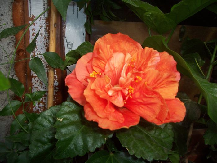 100_8203 - flori 1