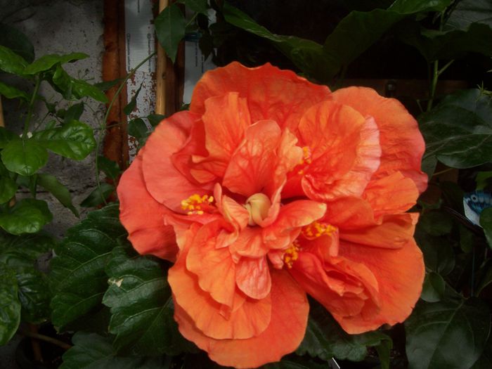 100_8204 - flori 1