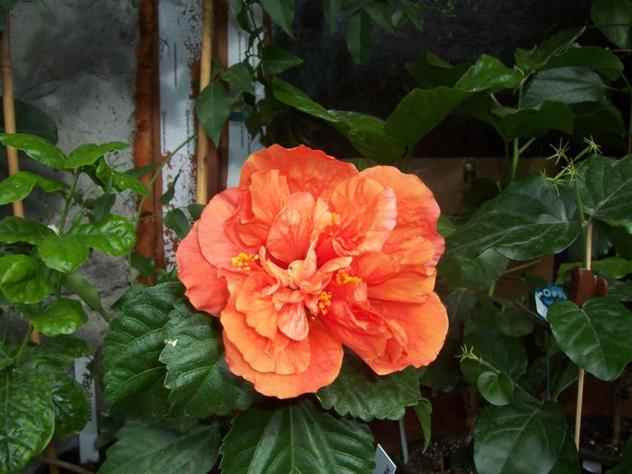 100_8205 - flori 1