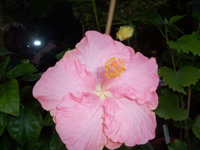 100_8218 - flori 1