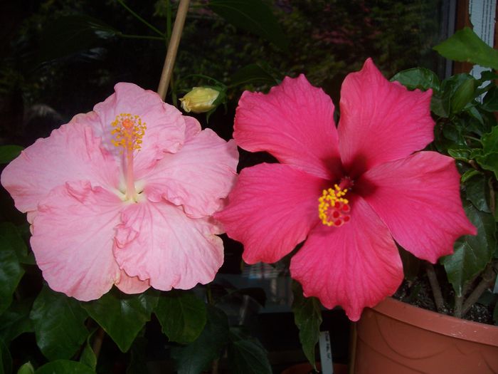 100_8220 - flori 1