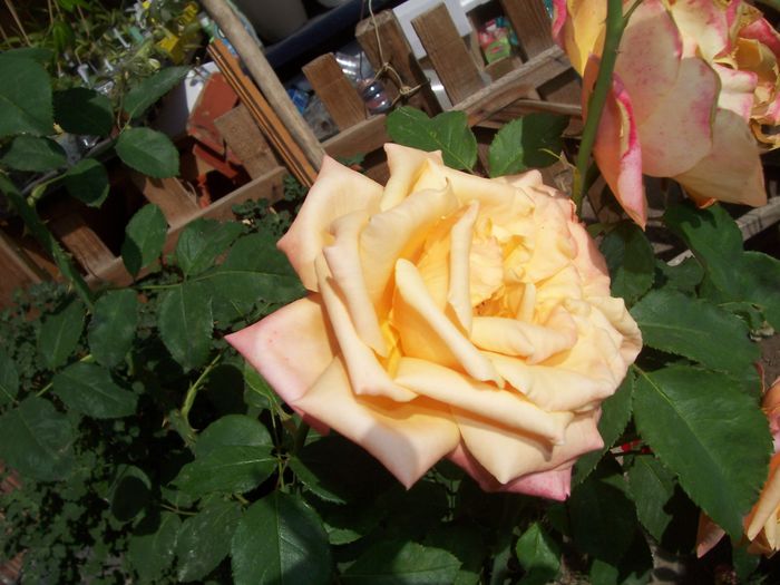 100_8225 - flori 1