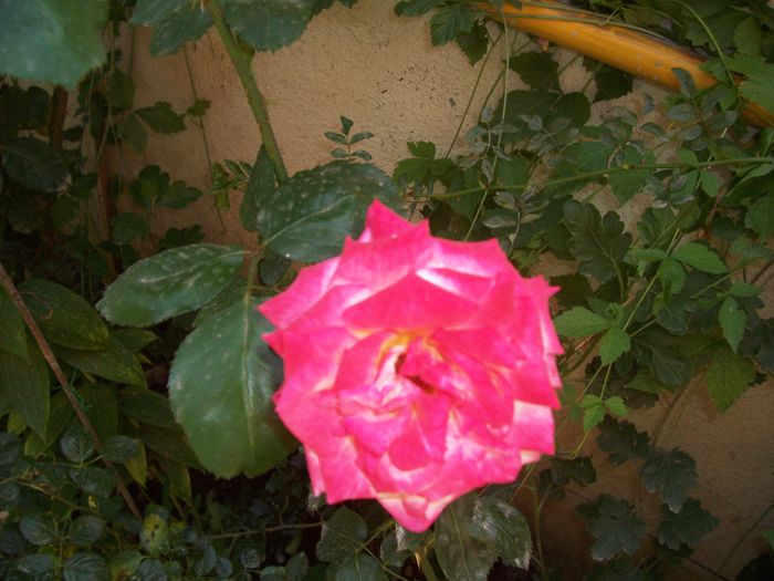 100_8226 - flori 1