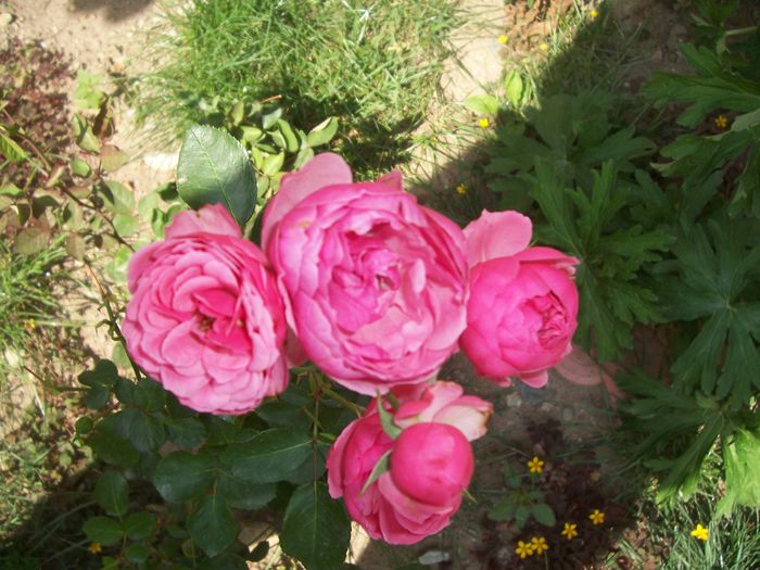 pomponela - flori 1