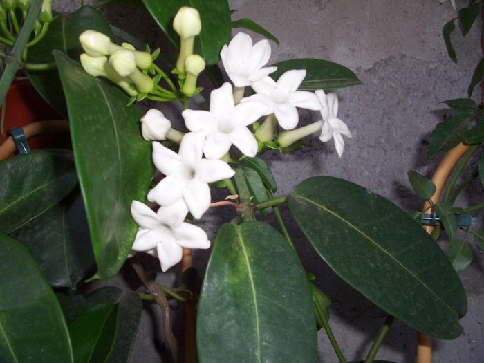 100_8234 - flori 1