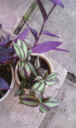 IMG_20141014_172359 - tradescantia