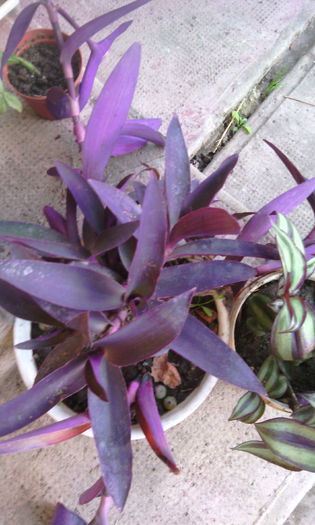 IMG_20141014_172355 - tradescantia