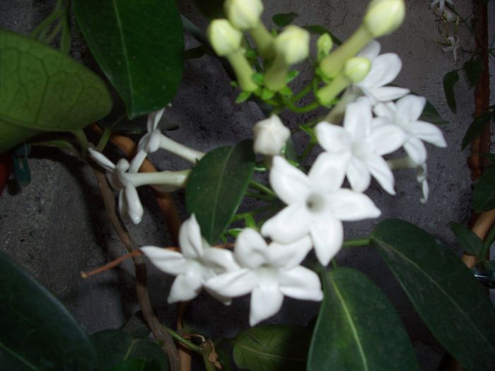 100_8235 - flori 1