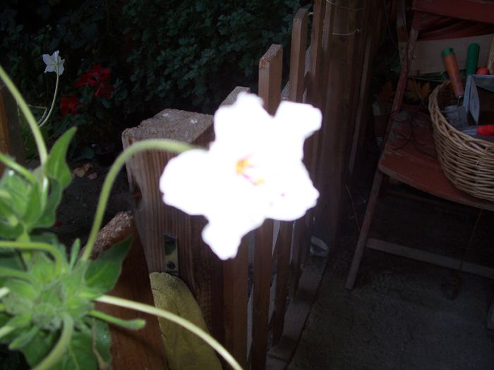 mirabilis longiflora