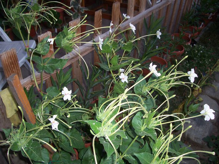 mirabukis longiflora
