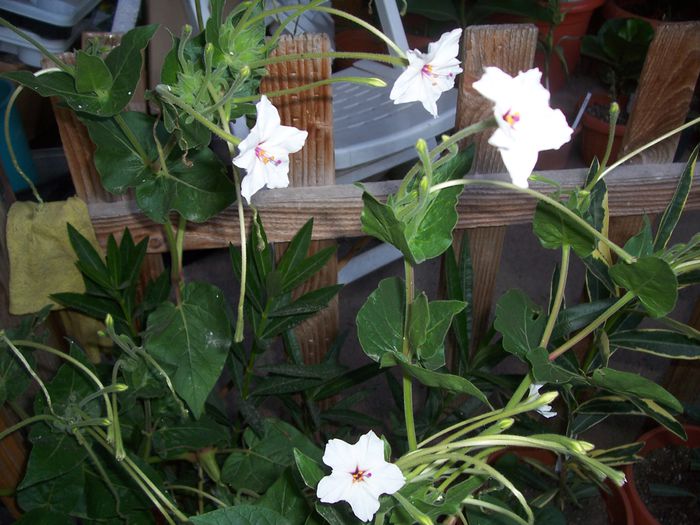 mirabilis longiflora