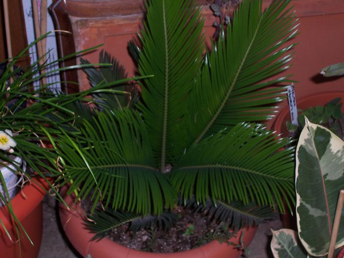 100_8245 - flori 1