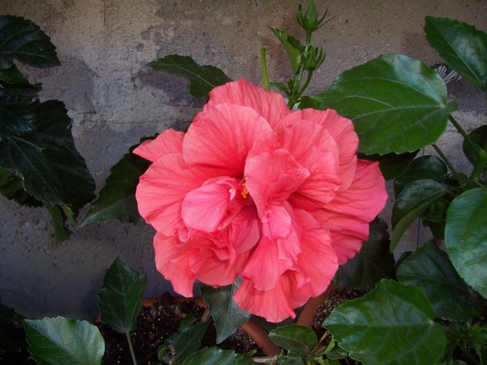 100_8246 - flori 1