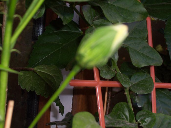 100_8252 - flori 1