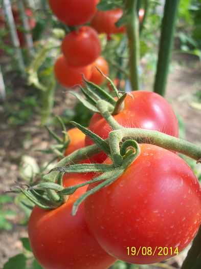 DUBLU CHERRY SV (13)