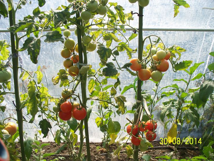 DUBLU CHERRY SV (15)