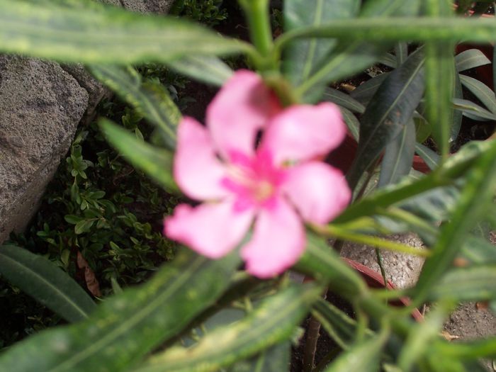 100_8254 - flori 1