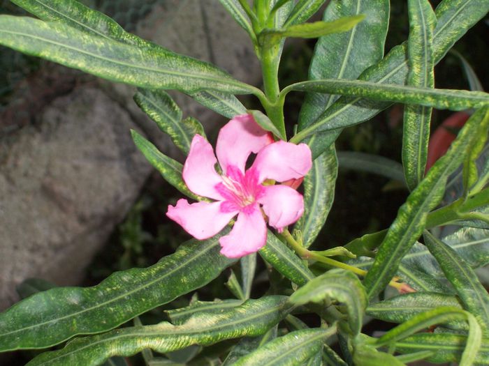 100_8257 - flori 1