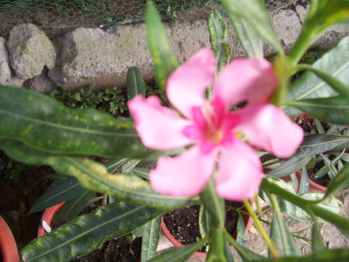 100_8259 - flori 1