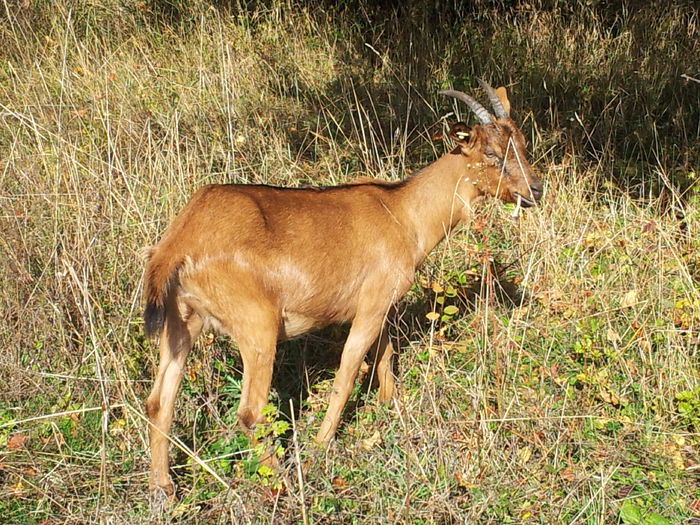 papudica 8 luni - iiedute alpine 2014