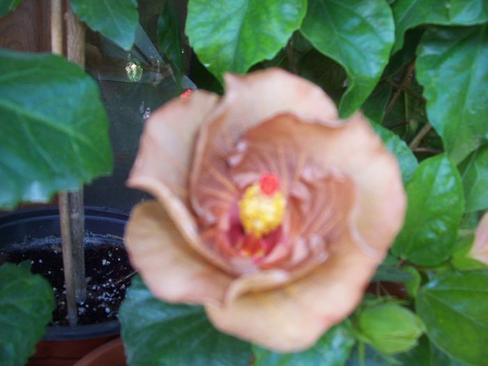 mahogany star