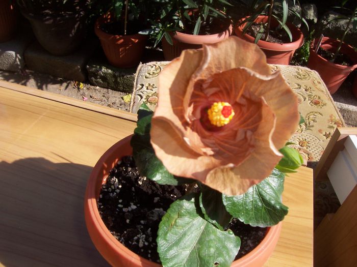 mahogany star