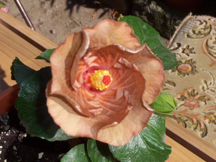 mahogany star