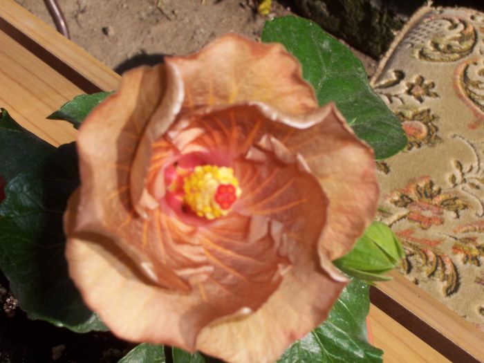 mahogany star
