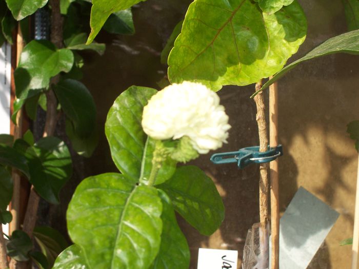 100_8332 - flori 1