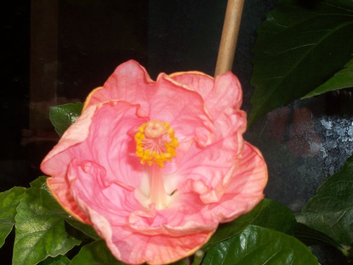 100_8335 - flori 1