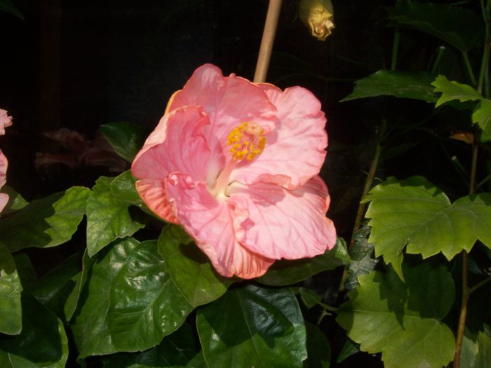 100_8338 - flori 1