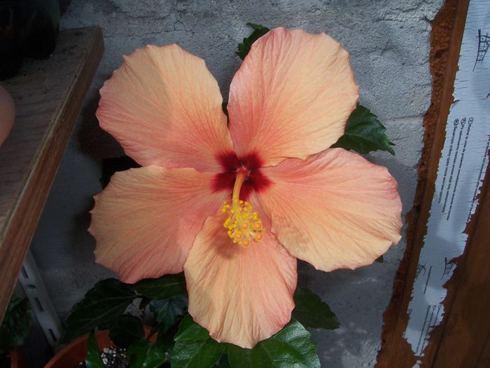 100_8344 - flori 1