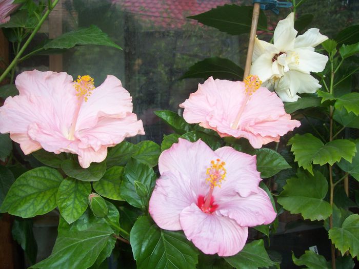 100_8352 - flori 1
