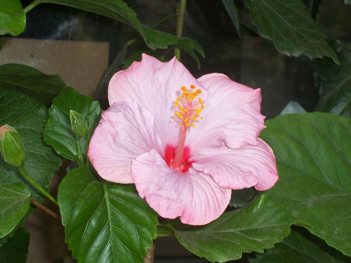 bluberry - flori 1