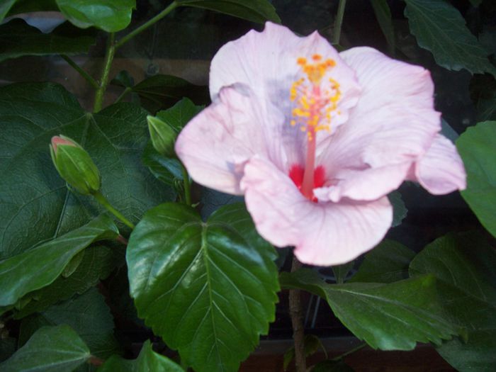 bluberry - flori 1