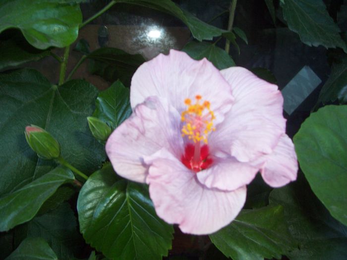 bluberry - flori 1