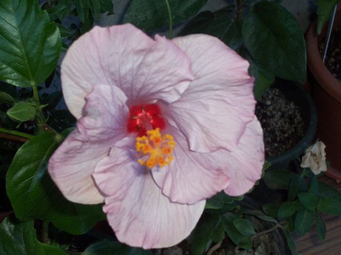 bluberry - flori 1