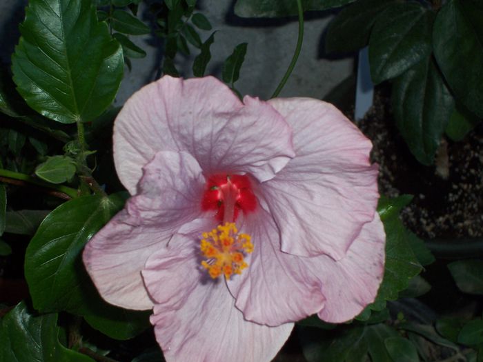 100_8361 - flori 1