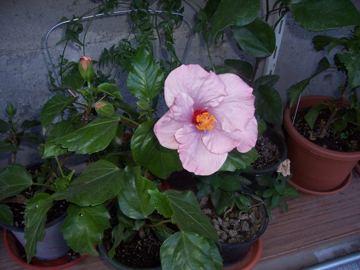 bluberry - flori 1