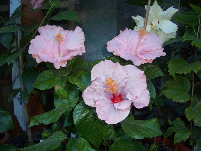 100_8363 - flori 1