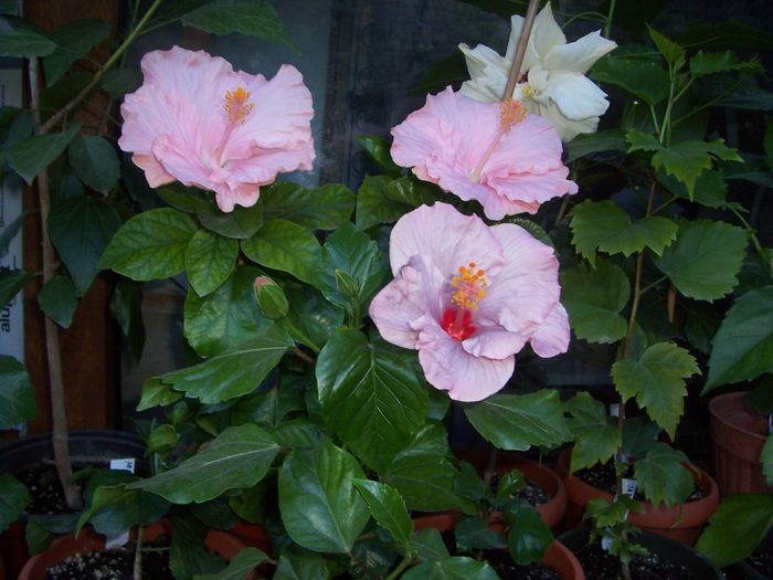 100_8364 - flori 1