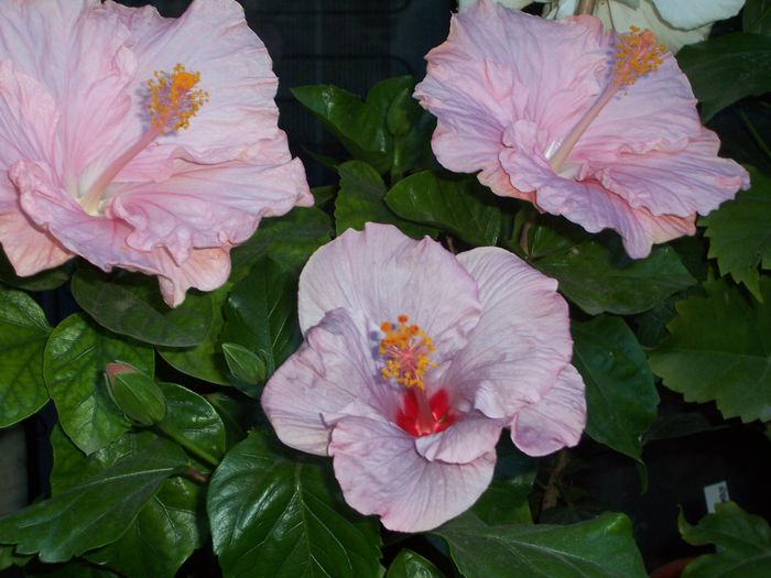 100_8366 - flori 1