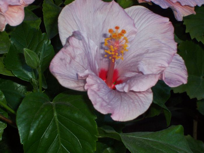 bluberry - flori 1