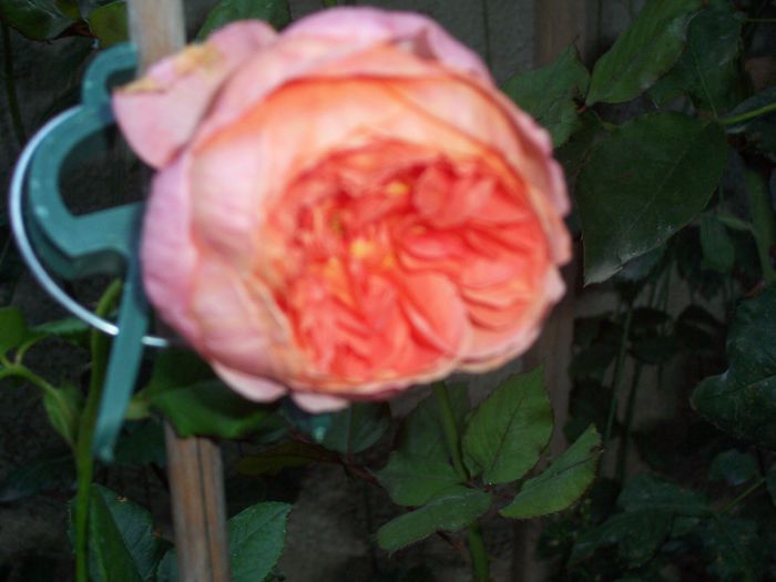 summer song - flori 1