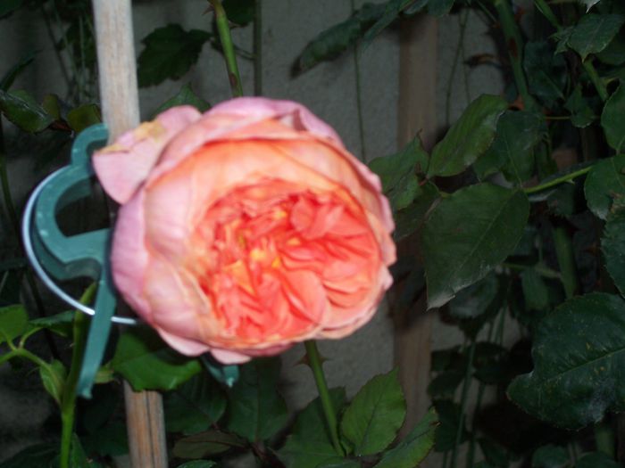 summer song - flori 1