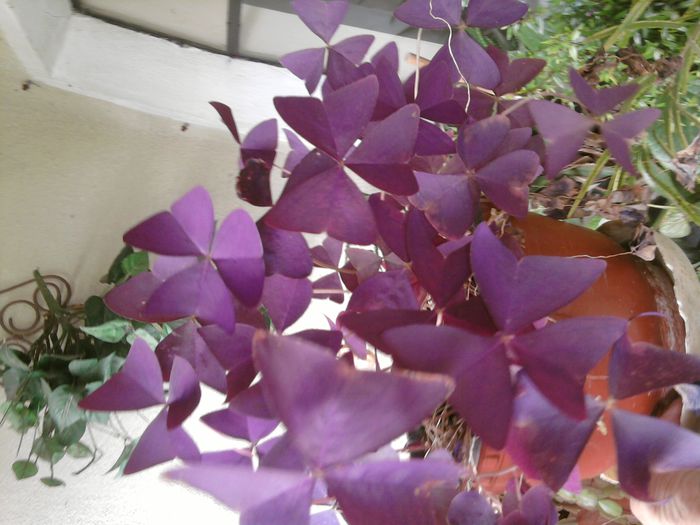 029 - alte plante-1