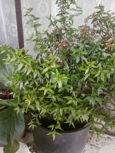 030-mirtus - alte plante-1