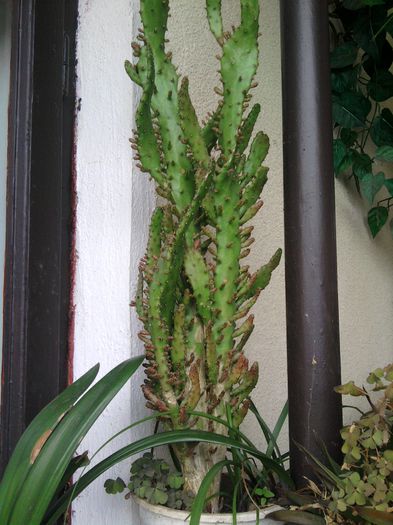 040 - alte plante-1